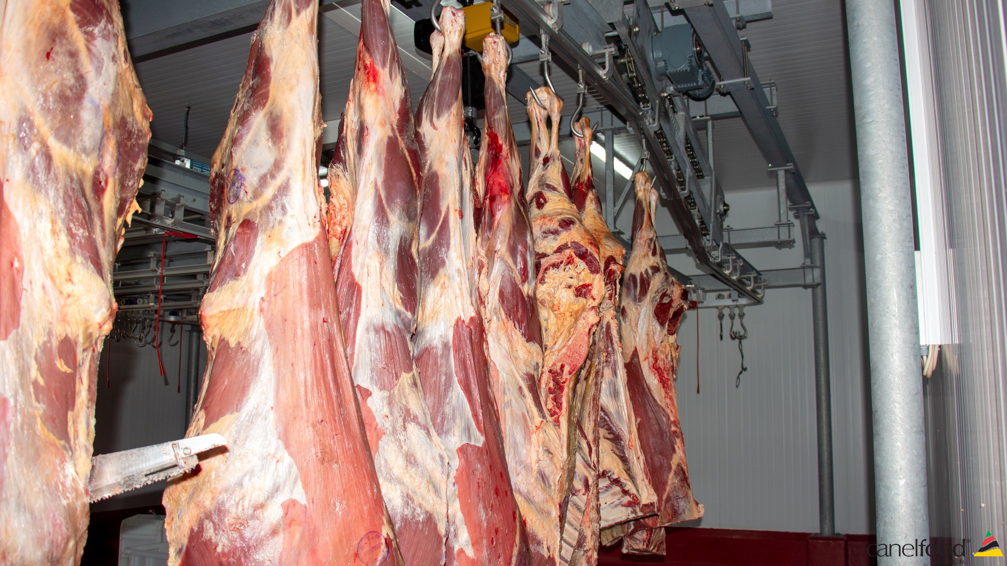 Carcaças bovinas na unidade Canelfood