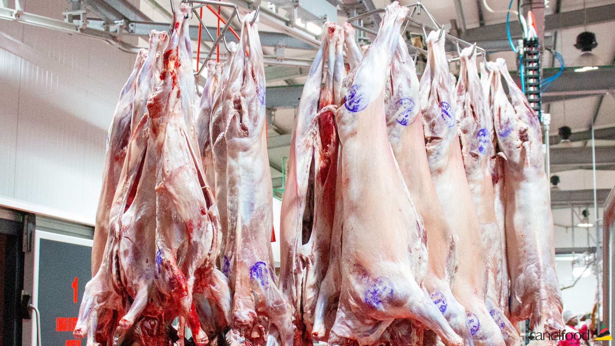 Carcaças caprinas inspecionadas na unidade Canelfood